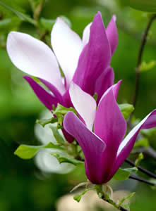 Magnolia bloemen in de lente